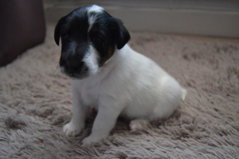 De La Terre De Chavals - CHIOT FOX TERRIER POIL LISSE 