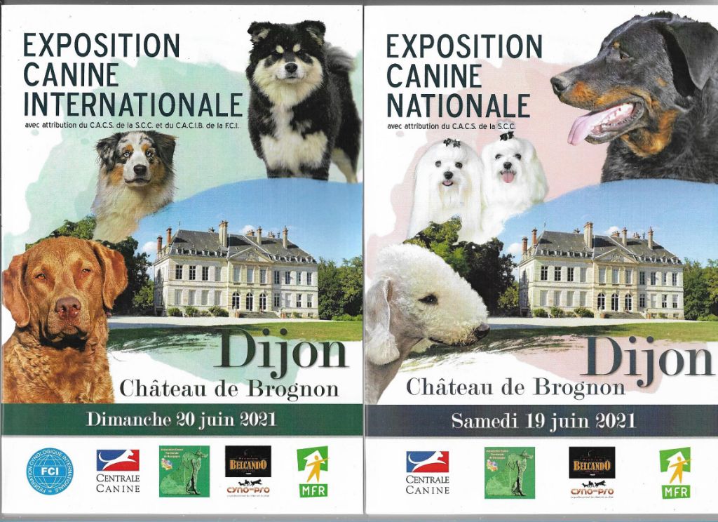 De La Terre De Chavals - Expositions Canines Nationale & Internationale de DIJON 21000.