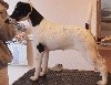  - WIDSOR (UK) CHAMPIONSHIP DOG SHOW 2017