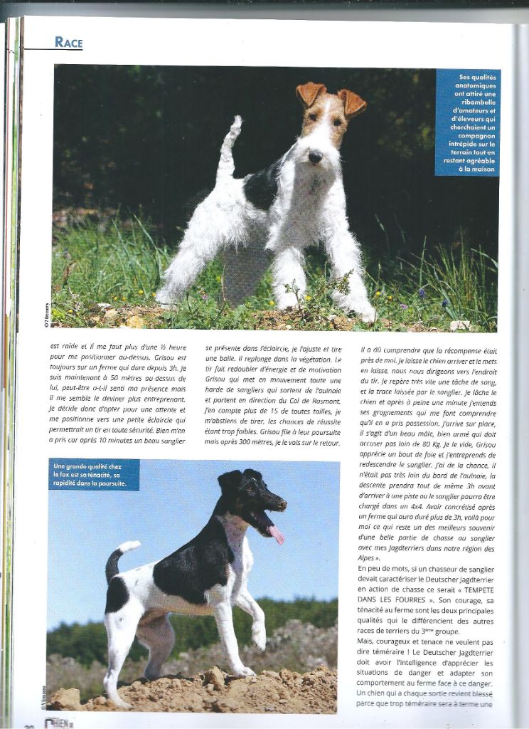 De La Terre De Chavals - Le Magazine du Chien de Chasse  N0 26 de JUILLET -AOUT 2020