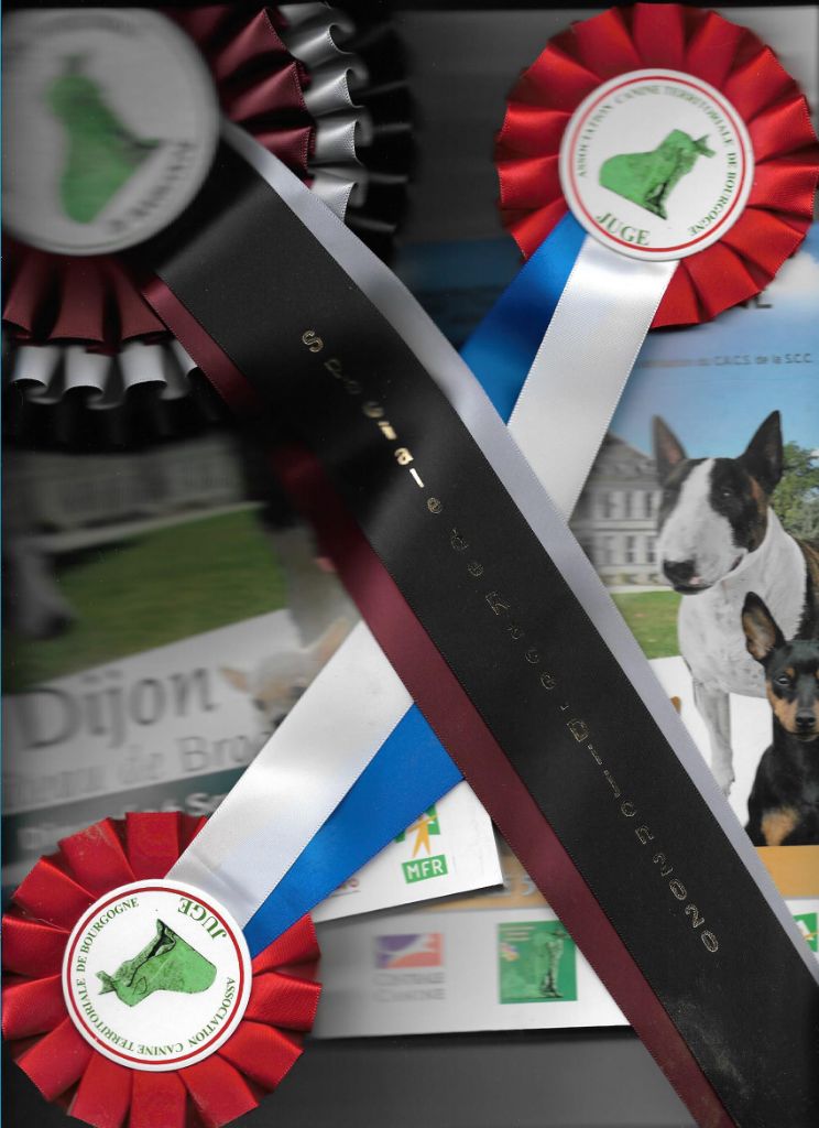 De La Terre De Chavals - Expositions Canines Nationale & Internationale de DIJON 21000.
