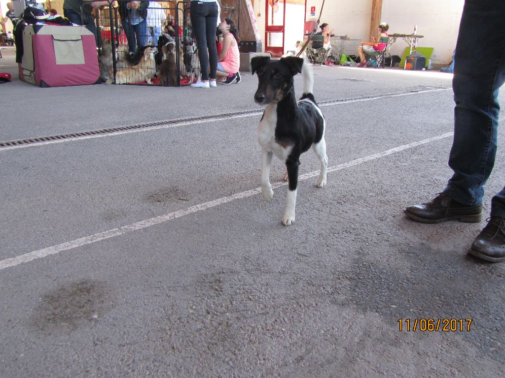 De La Terre De Chavals - RESULTATS  DE L' EXPOSITION NATIONALE SPECIALE FOX TERRIER DU 11.06.17