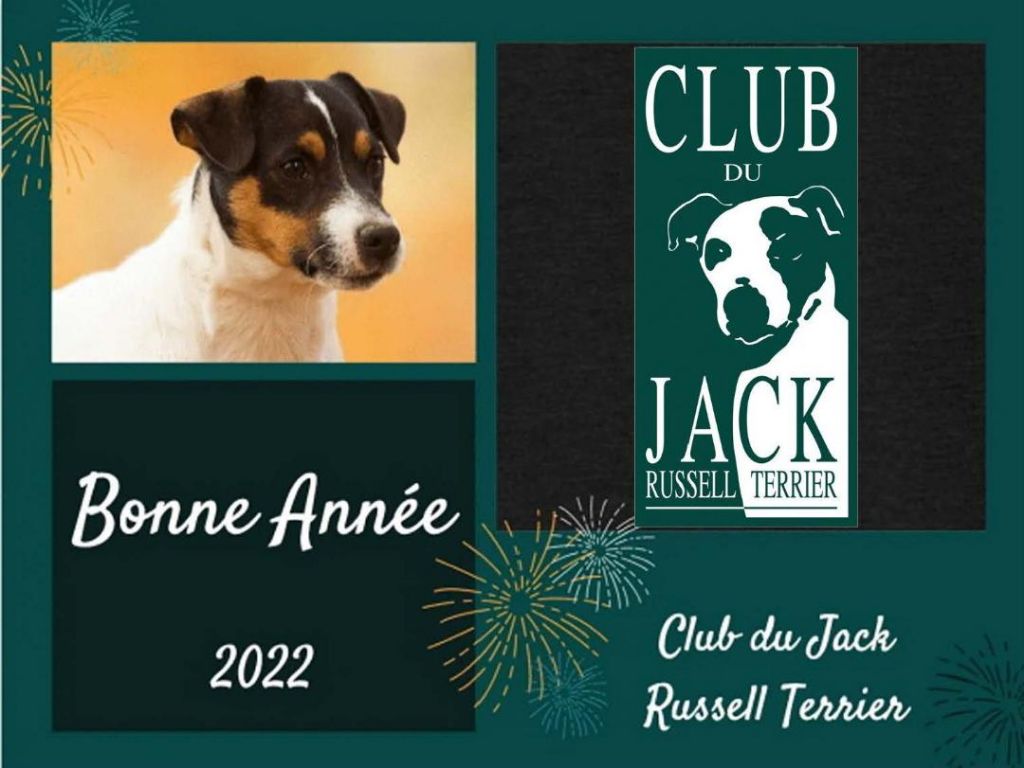 De La Terre De Chavals - CLUB TERRIER DU JACK RUSSELL