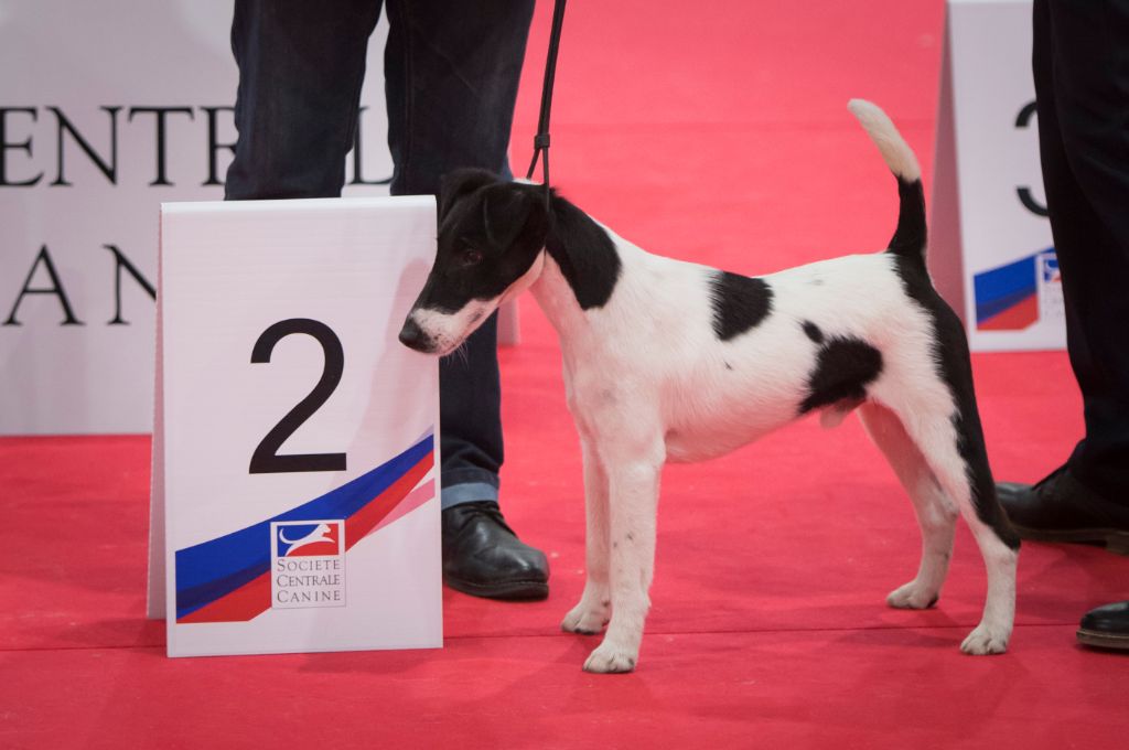 De La Terre De Chavals - CHAMPIONNAT DE FRANCE PARIS NORD II. VILLEPINTE 2022.