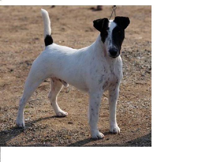 chiot Fox Terrier Poil lisse De La Terre De Chavals